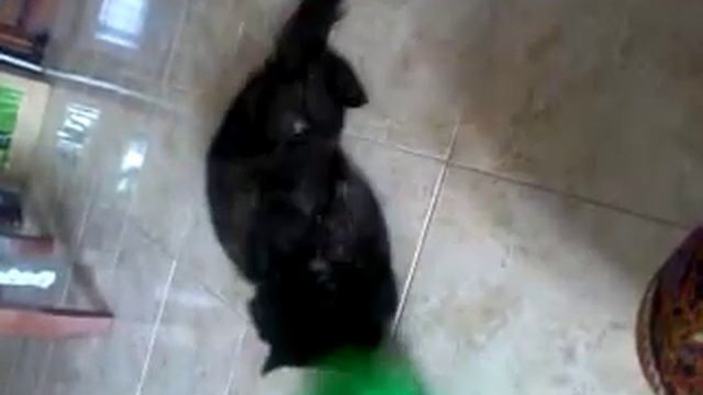 kucing malaya смотреть онлайн