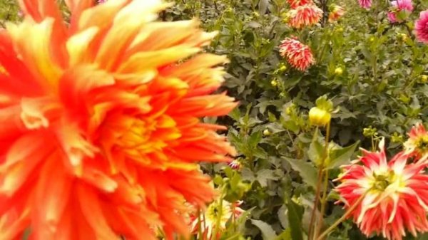 Георгина  ХАМЕЛЕОН ⫷◆⫸ Georgina HAMELEON