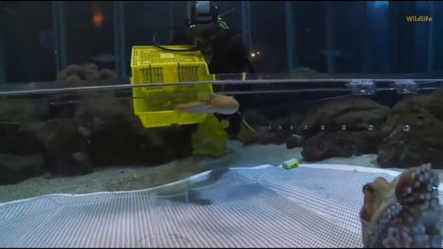 Secret Life Of Octopuses - Intelligent Ocean Animals (Octopus Documentary 2018)