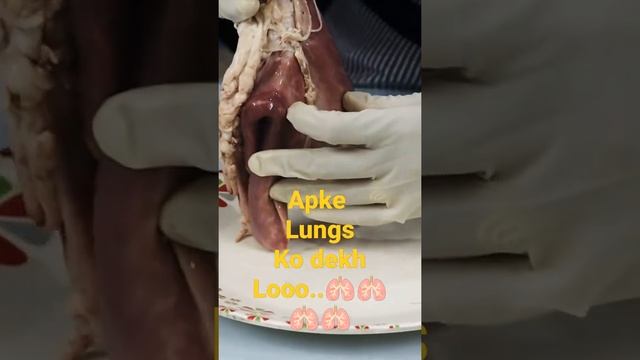structure of lungs.. смотреть онлайн