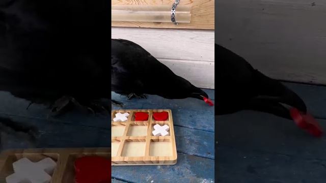 Крестики-нолики с вороном