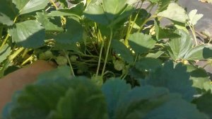 Земляника Зенга Зенгана. Очень урожайная!