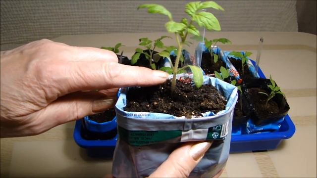 15 марта Уход за рассадой томатов смотреть онлайн