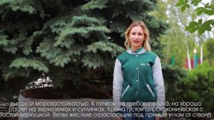 ЕЛЬ ГОЛУБАЯ КОЛЮЧАЯ ГЛАУКА. Все что нужно знать?  Голубые ели - сорта