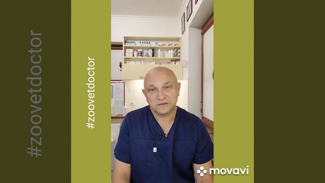 Особенности профессии ветеринарный врач #zoovetdoctor #зооветдоктор #ушаковдмитрий смотреть онлайн