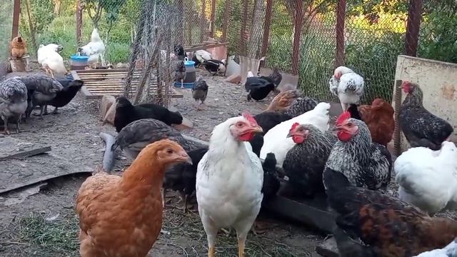 Когда и как переселять в курятник цыплят. Разновозрастные цыплята живут вместе с утками в курятнике смотреть онлайн