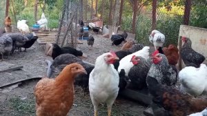 Когда и как переселять в курятник цыплят. Разновозрастные цыплята живут вместе с утками в курятнике