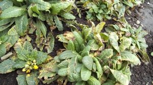 УХОД ЗА ПРИМУЛОЙ ПЕРЕД ЗИМОВКОЙ.ВАЖНЫЕ МЕРОПРИЯТИЯ.