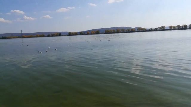 Чайки ловят рыбу???? смотреть онлайн