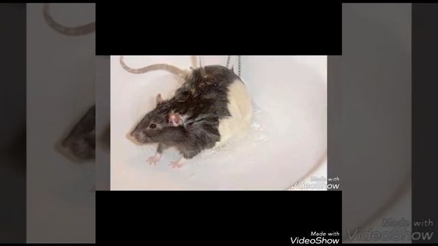 Можно ли купать крыс смотреть онлайн