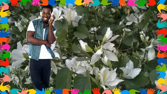 Te De Pata De Vaca ⛓ Pata De Vaca Arbol Propiedades смотреть онлайн