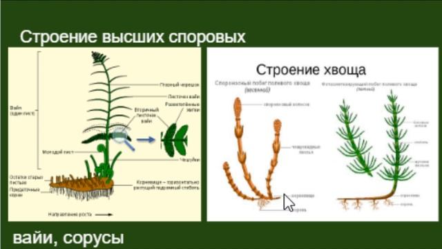 Биология ОГЭ Выпуск 11 Систематика растений Характеристика отделов смотреть онлайн
