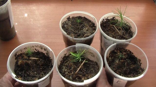 Кулинарные Ингредиенты