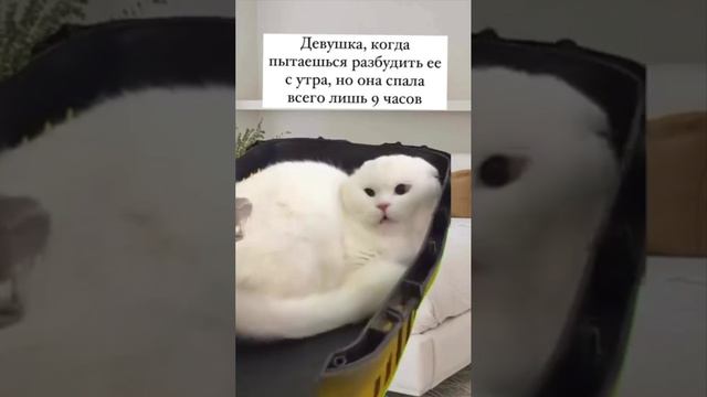 каждая девушка с утра смотреть онлайн