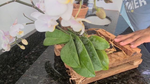 A Phalaenopsis é sua você replanta onde quiser смотреть онлайн
