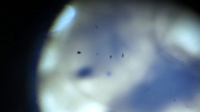 Денатурация белка-альбумина из куриного "белка" под действием спирта смотреть онлайн