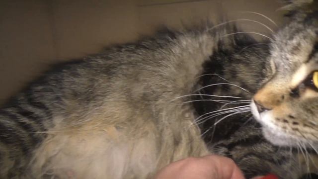 у кошки Муси начинаются роды смотреть онлайн