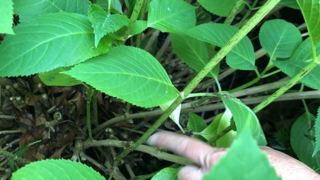 How to Get More Blooms From Your Hydrangea смотреть онлайн