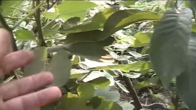 необычные южные растения в моём саду.Эксклюзив! смотреть онлайн