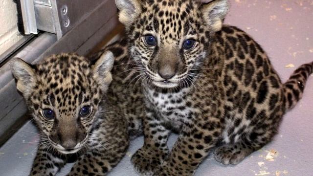 Дачник спас двух кoтят! Увидев их, соседи тут же позвонили в полицию! смотреть онлайн