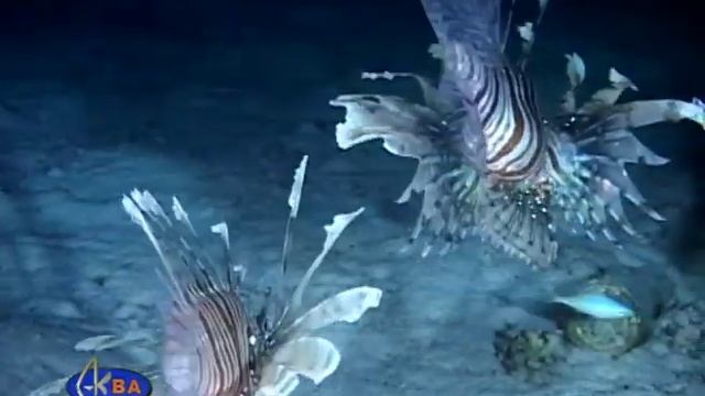Ночная охота крылаток. Red lionfish night hunting Pterois volitans