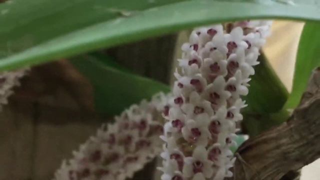 ORCHID SPOTLIGHT  ERIA MULTIFLORA  #orchidspecies #eriaspecies