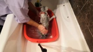 Как купать кота дома. Кошка шотландской породы купается.