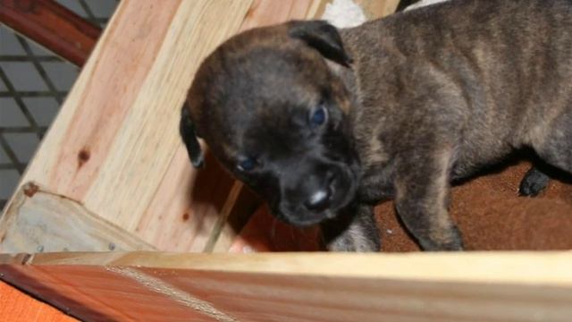 Pit Bull - German Shepherd cross bred (little mistake) смотреть онлайн