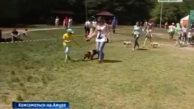 Выставка беспородных собак смотреть онлайн