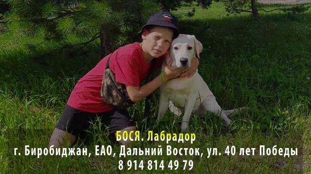 Пропала собака! БОСЯ. Лабрадор. г. Биробиджан, ЕАО, Дальний Восток смотреть онлайн