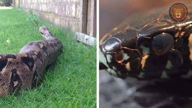 Les Plus Gros Serpents Jamais Filmés смотреть онлайн