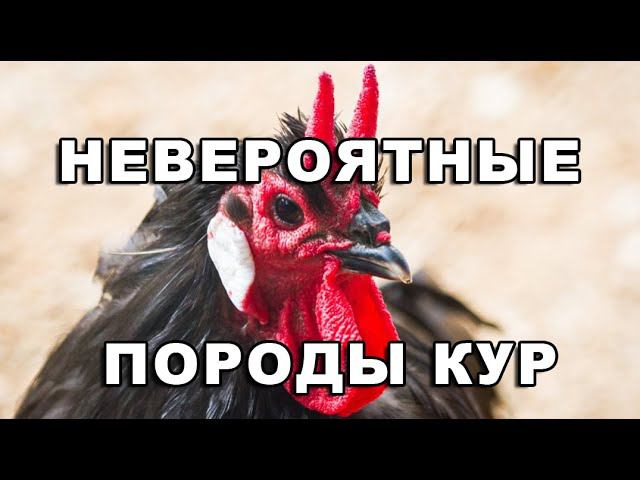 Вы никогда не видели таких необычных пород кур! Это шок! Всем смотреть до конца смотреть онлайн