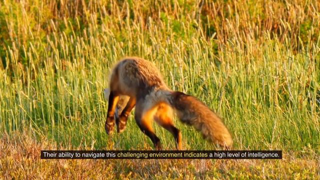 Amazing Facts | Cliché or Fact? The Fox as an Ingenious Animal смотреть онлайн