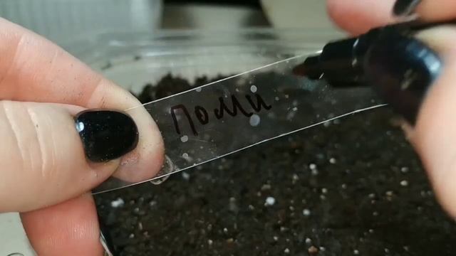 Посев помидоров на рассаду. Пикировка. Уход за рассадой. смотреть онлайн