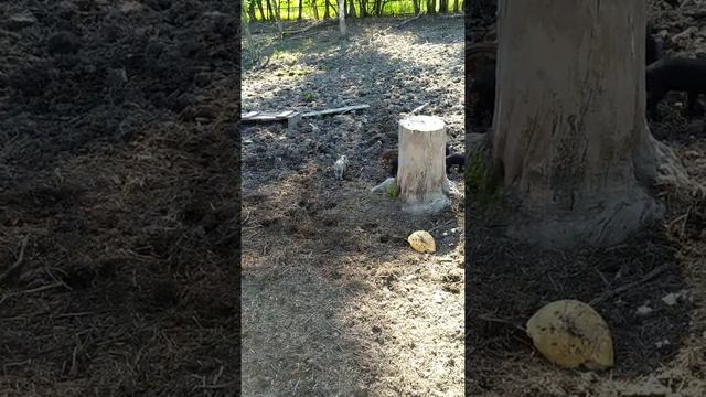 Дикие кабаны с малышами? смотреть онлайн