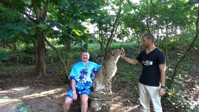 Cheetahs Rock Zanzibar Читос Рок контактный зоопарк Занзибар смотреть онлайн