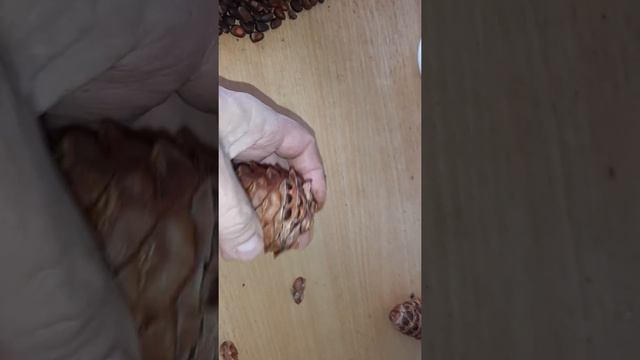 Как быстро извлечь орех из кедровой шишки