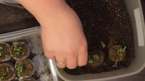 САЛЬПИГЛОССИС В ТАБЛЕТКАХ. ПЕРЕСАДКА.