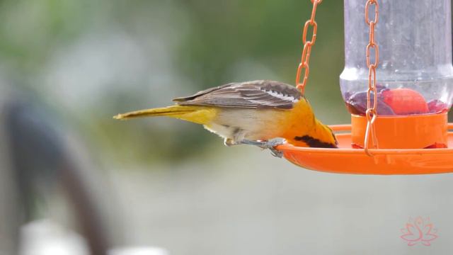 Исцеляющая музыка для сердца и сосудов 😴 Нежная музыка, успокаивает нервную систему #86 смотреть онлайн