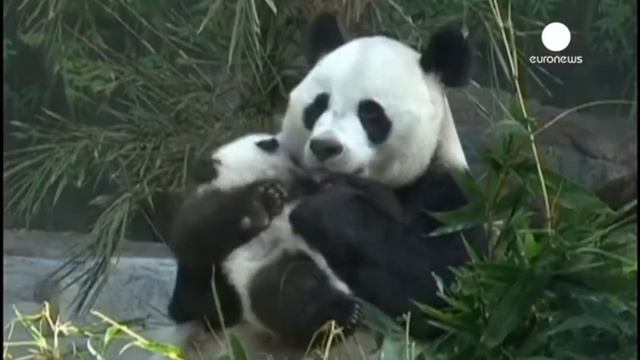 Панда: Любовь матери. смотреть онлайн