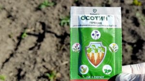 ??КАК ПОБОРОТЬ ОСОТ НА ОГОРОДЕ