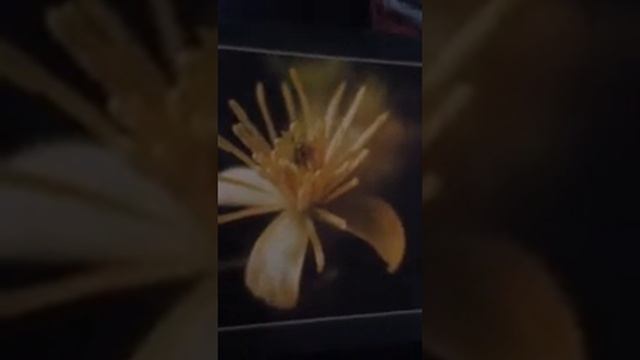 Clematis смотреть онлайн