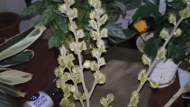 ответы на вопросы по переселению цыплят в курятник смотреть онлайн