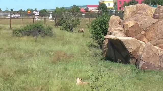 У Чука любовь! Тайган смотреть онлайн