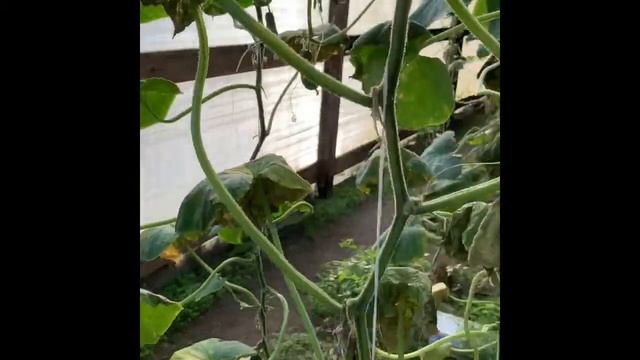 Как вяглядит Бактериоз на огурце 17.10.2019. Потеряли 30 % урожая.м смотреть онлайн