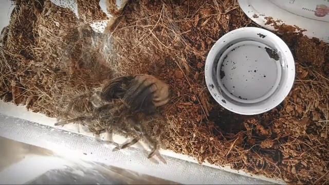 Линька паука птицееда (Moult's spider tarantula) Brachypelma albopilosum смотреть онлайн