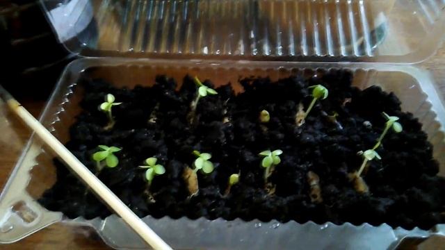 Катальпа великолепная или прекрасная Catalpa Speciosa размножение семенами