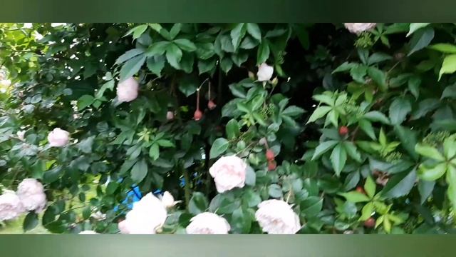 Rose Generous Gardener