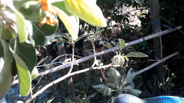 Tour por el jardin-huerto de enfrente de la casa . смотреть онлайн