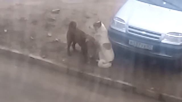 Отсос у собаки смотреть онлайн